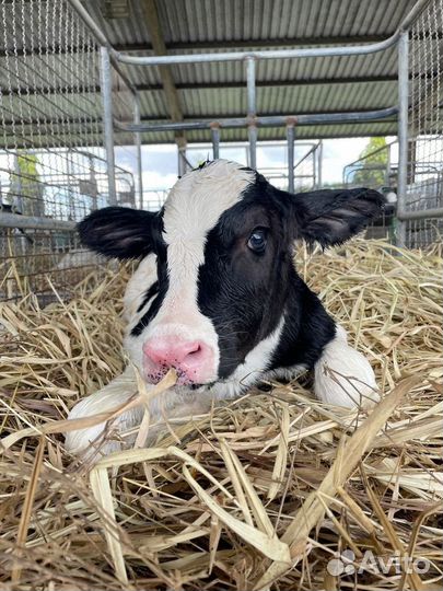 Телята бычки