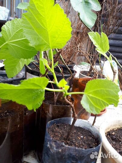 Рассада помидоринжир