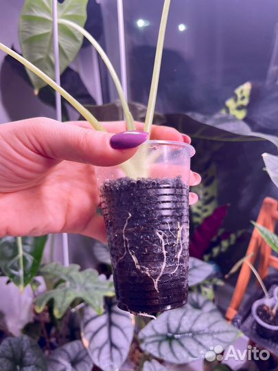 Алоказия мишольца