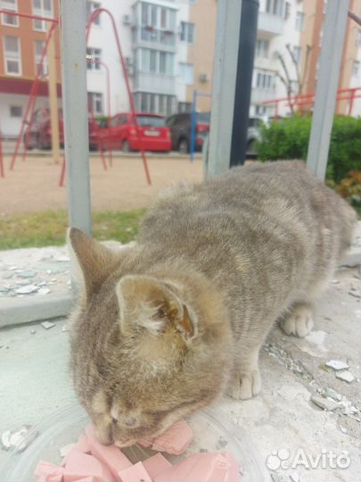 Красивая и ухоженная кошечка выживает на улице