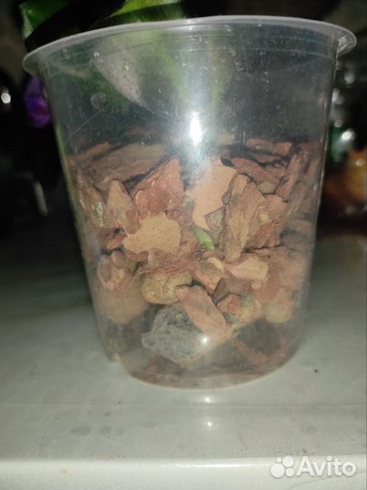 Орхидея фаленопсис детка