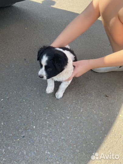 Щенки в добрые руки