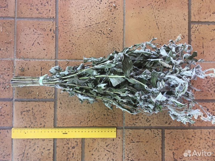 Мята перечная