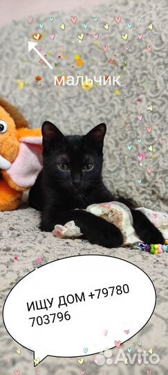 Отдам котёнка в добрые руки