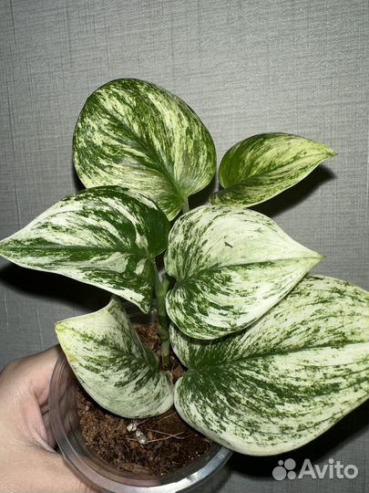 Сциндапсус Мунлайт минт вар