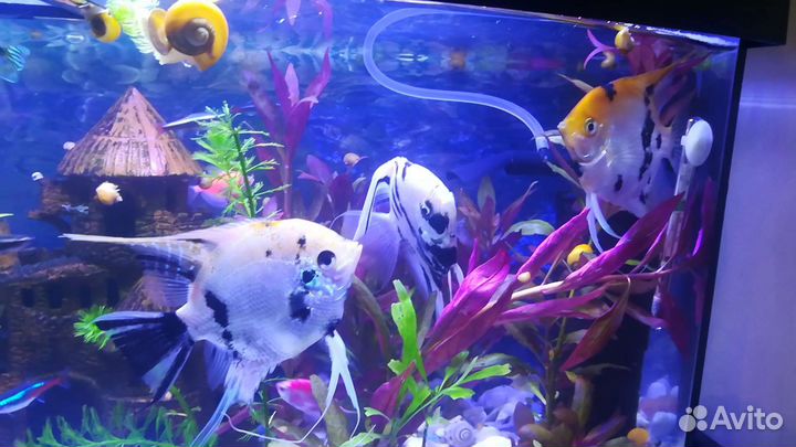 Аквариумные рыбки