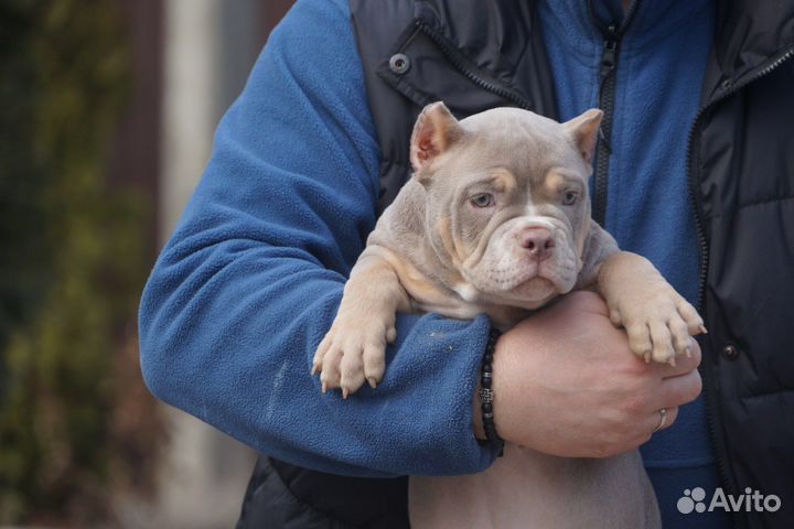 Американский булли дочь Папая