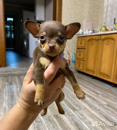 Мини той-терьер