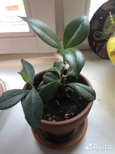 Эсхинантус