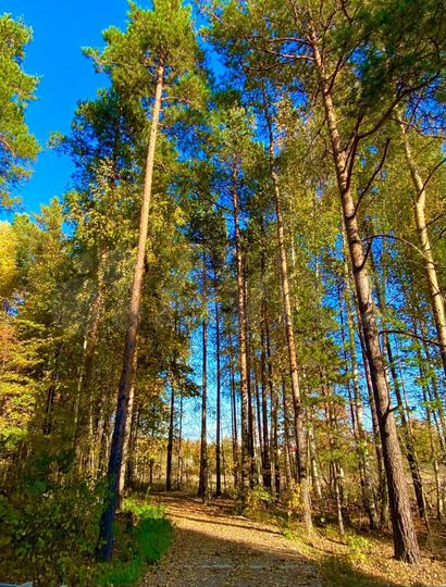 Участок 37 сот. (ИЖС)