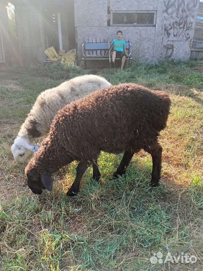 Овцы бараны ягнята