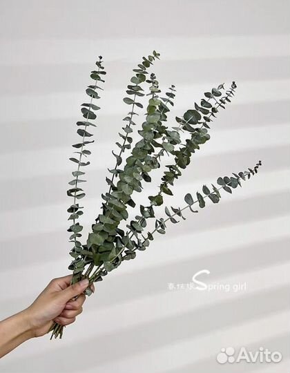 Стабилизированный букет эвкалипта