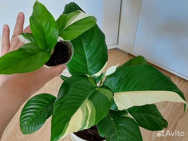 Спилт Милк,Мун Шадоу,Блэк Бьюти,Ангел бэби