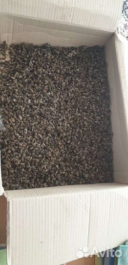 Пчелиный подмор