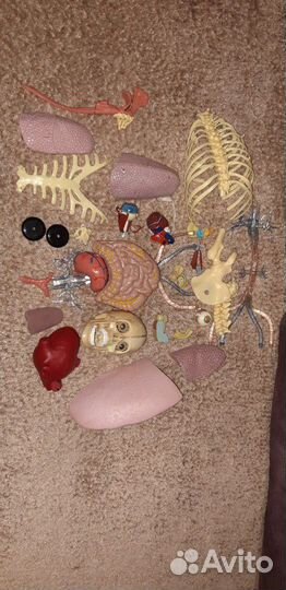 Анатомическая модель 