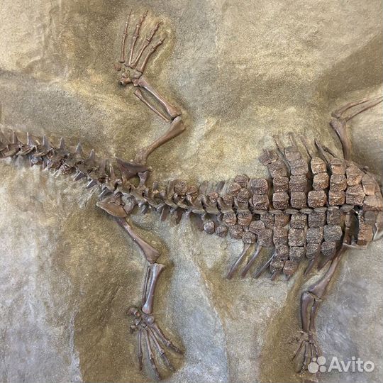 Окаменелость ископаемый скелет аллигатора