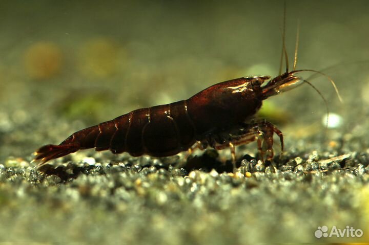Аквариумные креветки