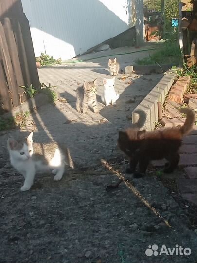 Котятки в добрые руки
