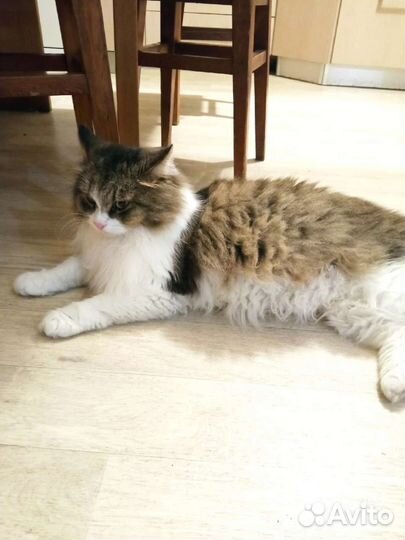 Котик Фомич