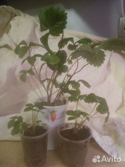 Ремонтантная земляника