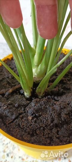 Спатифиллум