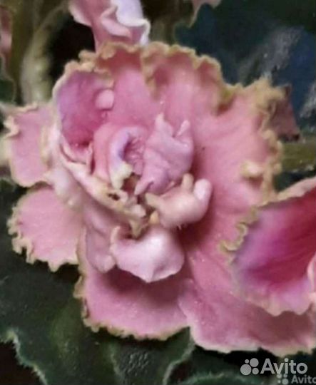 Фиалки цветущие, пасынки, детки