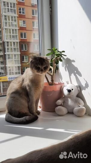 Шотландские кот и кошка в добрые руки