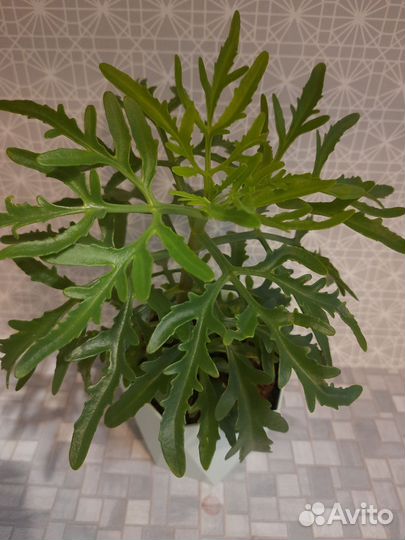 Комнатные цветы