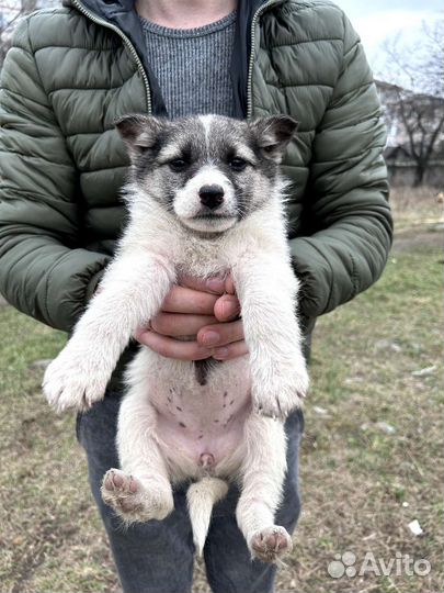 Щенок в хорошие руки