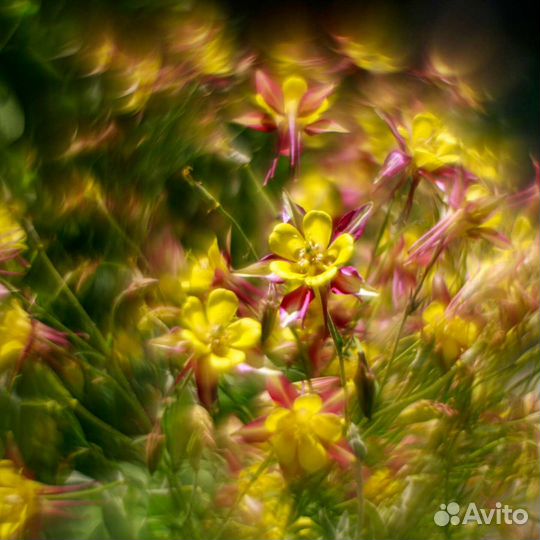 Объектив Гелиос 44-3 мс Беломо