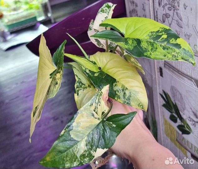 Алоказия, сциндапсус, бегония, фикус, эпипремнум