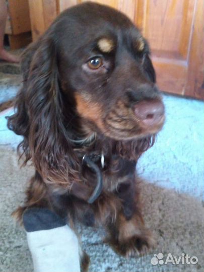 Щенки кокер спаниеля