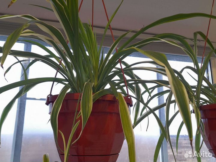 Хлорофитум