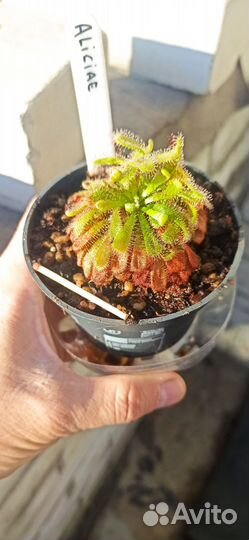 Росянка Алисия