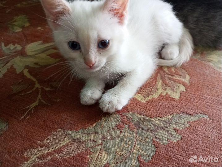 Котята в добрые руки бесплатно