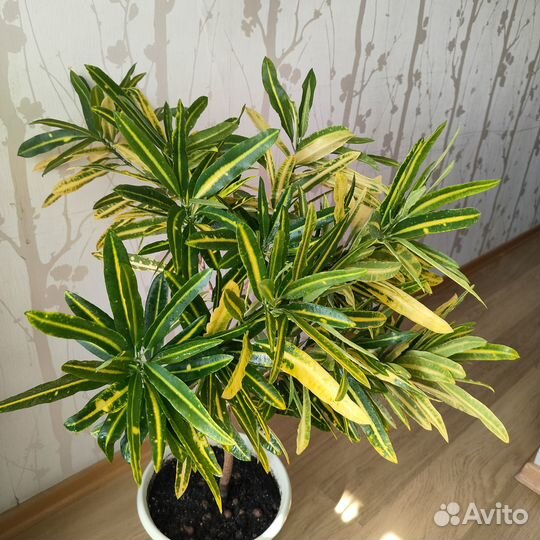 Комнатные растения