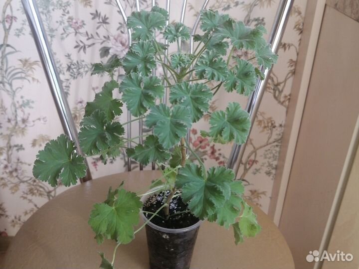 Пеларгония герань душистая (сосна)