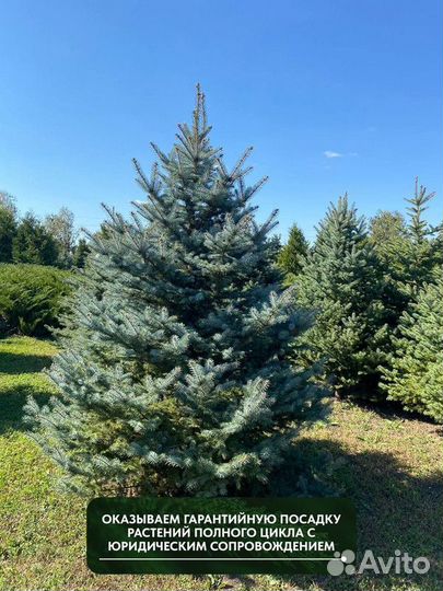 Ель Голубая колючая, крупномер