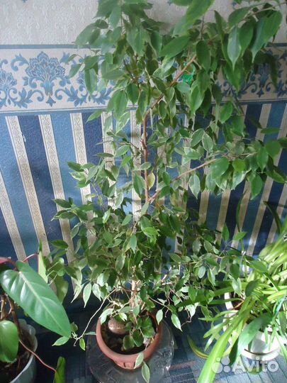 Комнатные растения цветы