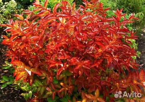 Вейгела цветущая Вингс оф Файер - Wings of Fire