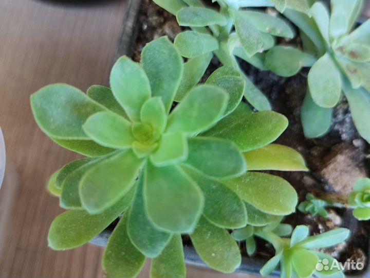 Суккуленты