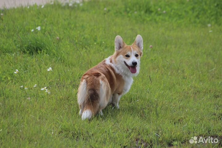 Вязка (вельш-корги пемброк)