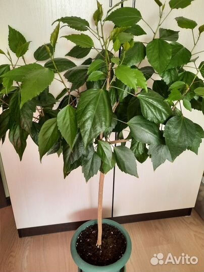 Гибискус махровый