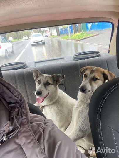 Собака в добрые руки отдам бесплатно