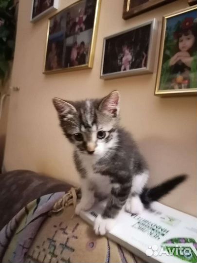 Отдам бесплатно