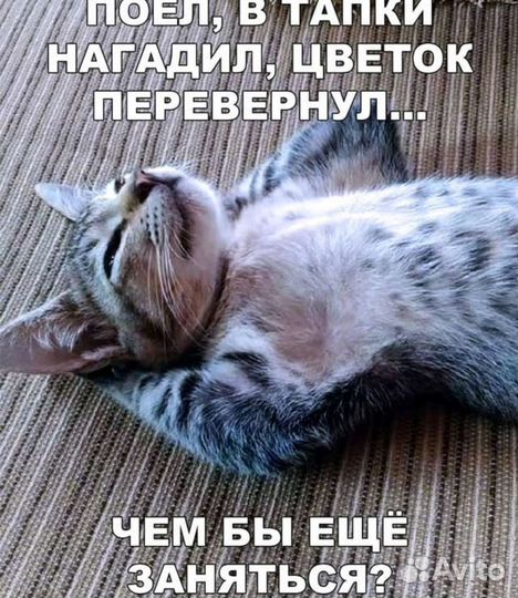 Котенок девочка