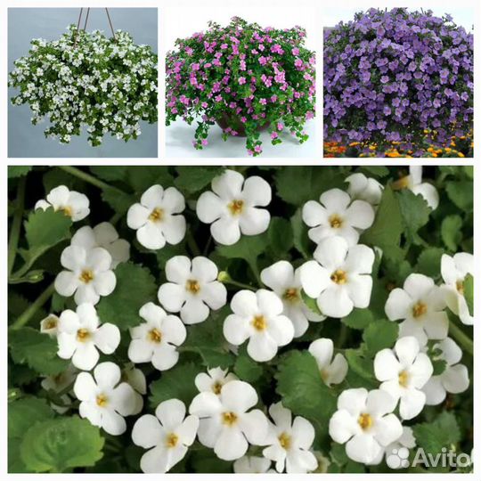Бакопа, калибрахоа, петуния