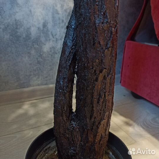 Фикус Бенджамина, олива