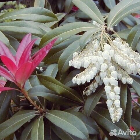 Пиерис японский