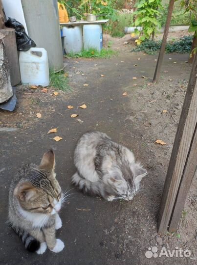 Котята дворовые